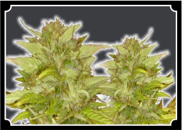 Orange Bud Feminized